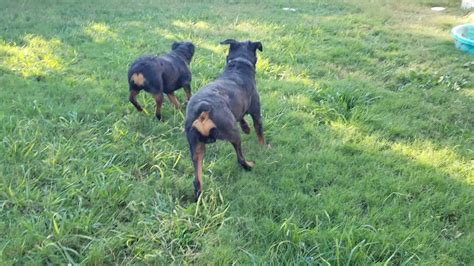 Rottweiler Going Into Heat 1st Sign Youtube