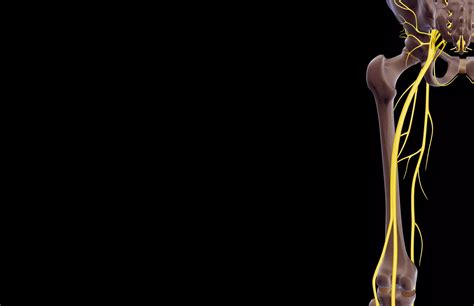 Nervio Femoral Anatomía Función Y Tratamiento