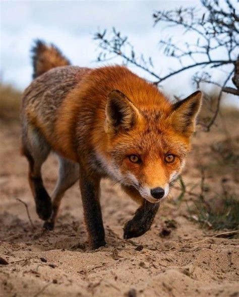 Pin By Николай Александрович On ЛИСА Pet Fox Animals Animal