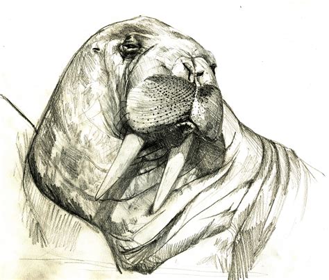 Amy Doodle Walrus The Beautiful