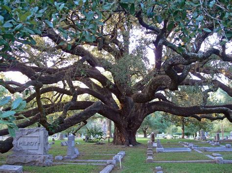 Glenwood Live Oak Live Oak Trees Beautiful Tree Cemeteries