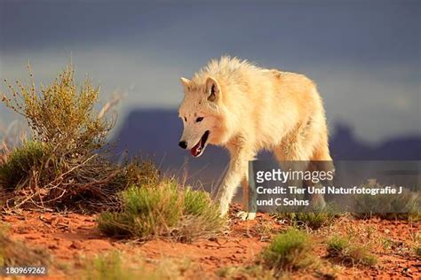 Desert Wolf Photos And Premium High Res Pictures Getty Images