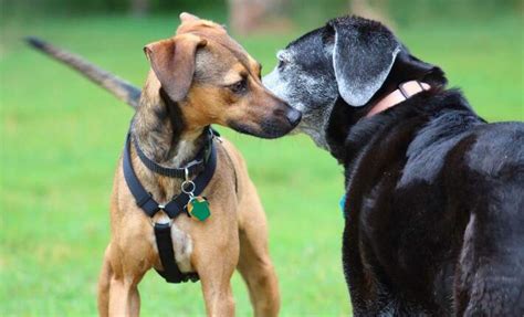 Incredible Facts About Your Dogs Sense Of Smell Nylabone