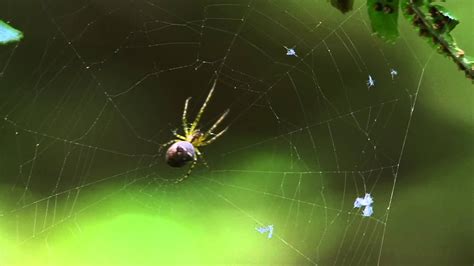 Irish Spiders Youtube