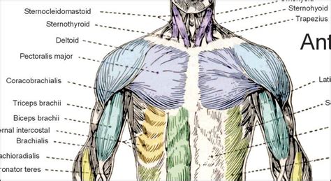 Muscles Anterior Full Body Diagram Full Size Skeleton Anterior View