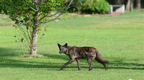 Coyotemedium Coyotes Of On Top Of The World Senior Communi Flickr