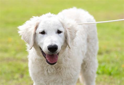 The Hungarian Kuvasz What To Know About This Ancient Breed K9 Web