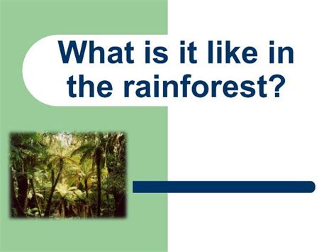 Tropical Rainforests Introduction And Layers Lesson Teaching Resources