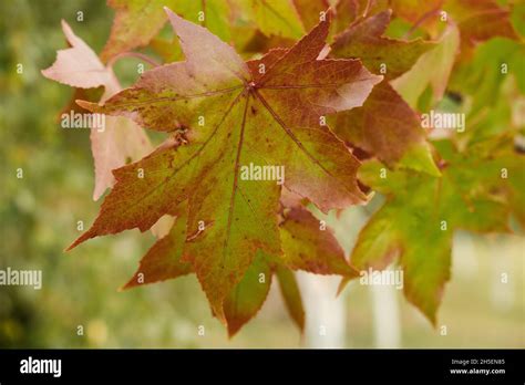 Sweet Gum Tree Season Hi Res Stock Photography And Images Alamy