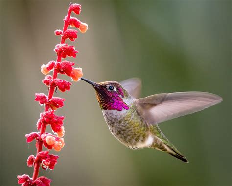 Here Are The Best Plants To Attract Hummingbirds To Your Garden