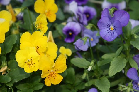 The Edible Garden Dreaming Of Spring And Edible Flowers