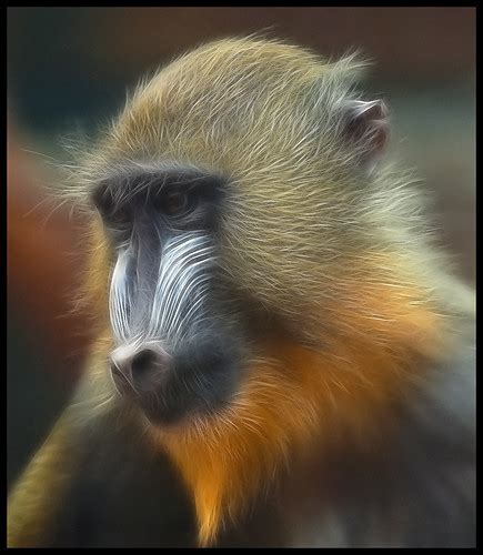 Young Mandrill Photographed At Chester Zoo Steve Wilson Over 10
