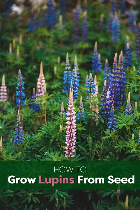 How To Grow Lupins From Seed Envii In 2023 Seeds Planting Flowers