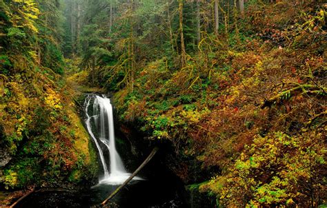 Wallpaper Autumn Forest Trees Stream Waterfall Usa Oregon Images