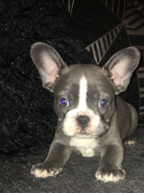 High quality french bulldog breeder located in south florida. Lilac and tan producers kc reg french Bulldog puppies for ...