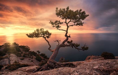 Wallpaper Sea Landscape Sunset Rock Tree Images For Desktop