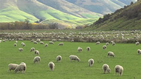 A Flock Of Sheep With Wool Image Free Stock Photo Public Domain