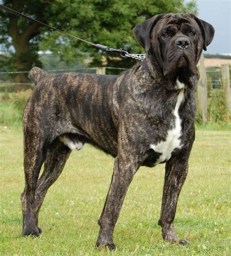 Right Breed For You Mastiff Information Including Personality History