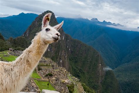 Machu Picchu Llama Wallpaper Beautiful Place