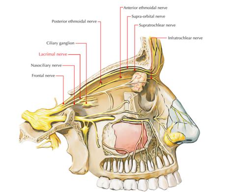 Lacrimal Nerve Earths Lab