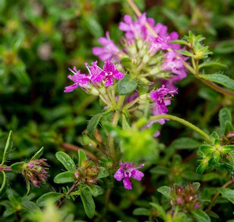 Want a smarter home but not sure where to start? Thymian Creeping Red - Thymus serpyllum Creeping Red ...