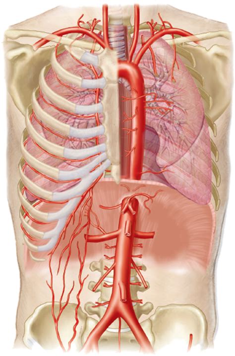 Artery Blood Supply Of Organs Diagram Quizlet