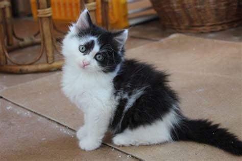 Les chats gris sont uniques. chat poil long noir et blanc - Quel race de chat choisir