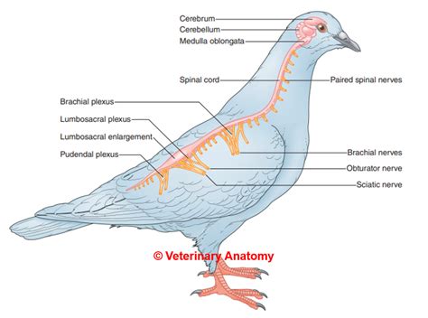 Avian Peripheral Nervous System Veterinary Anatomy World Facebook