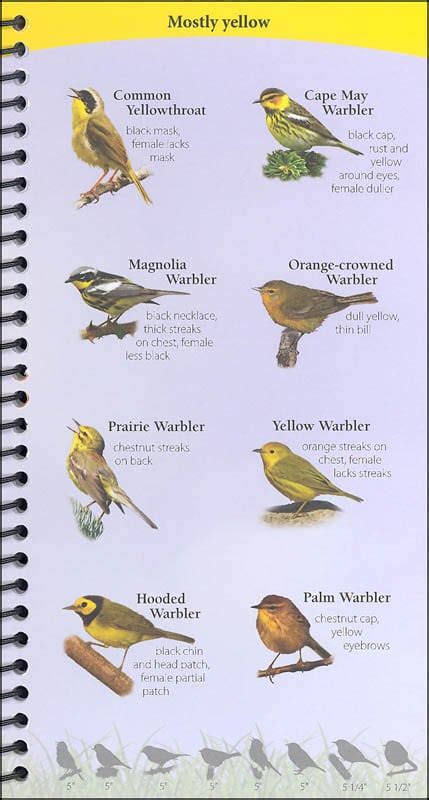 Birds Of The Northeast Your Way To Easily Identify Backyard Birds