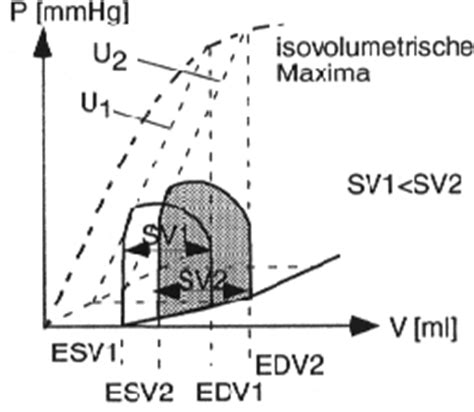 Das herz ist ein bei verschiedenen tiergruppen vorkommendes muskuläres hohlorgan (hohlmuskel), das mit kontraktionen blut oder hämolymphe durch den körper pumpt und so die versorgung aller organe sichert. Die Autoregulation des Herzens (Franck-Starling-Effekt)