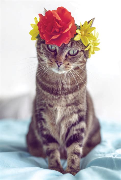 Cute Cat With Flower Crown Dogs And Cats Postcards