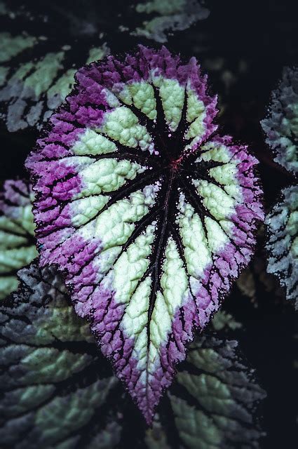 How To Care For Rex Begonia Plants Happy Diy Home