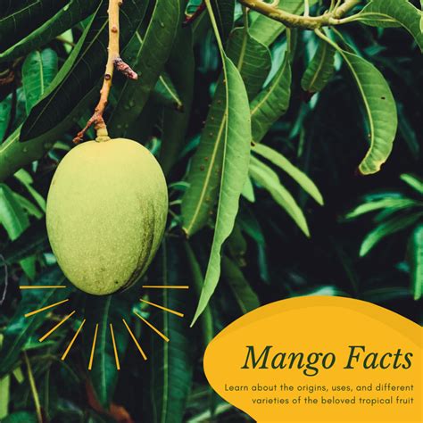 Facts About The Mango Tree Description Types And Uses Owlcation