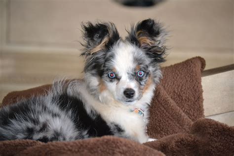 These dogs may inherit beautiful blue eyes from the mini australian shepherd. Our blue eyed mini Australian Shepherd girl, Rosie. She's ...