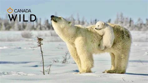 Polar Bear Love Cute Polar Bear Cubs Lovin Up Their Mamma Youtube
