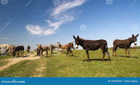 Herd Of Wild Donkeys Graze On Pasture Stock Image Image Of Brown
