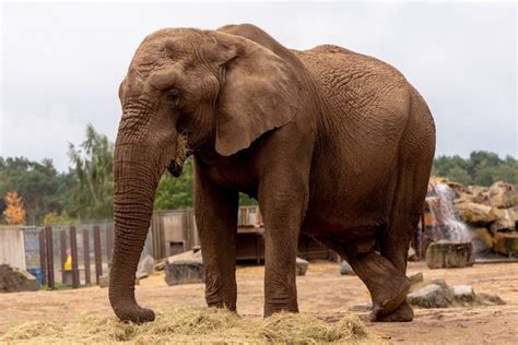 It is located between the cities of tilburg and hilvarenbeek in the south of the netherlands. Safari Resort Beekse Bergen: huisjes, prijzen en welke ...