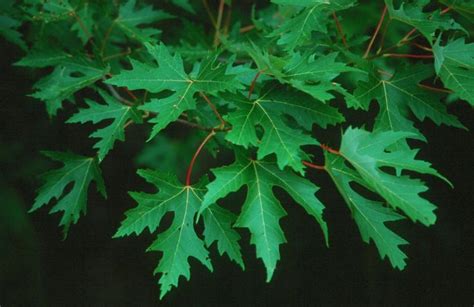 Calphotos Acer Saccharinum