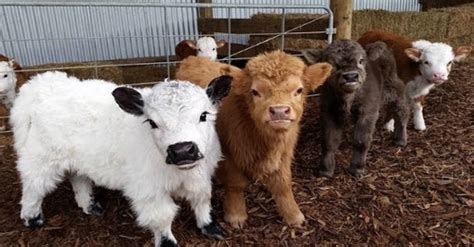 Las Adorables Vacas De Las Tierras Altas De Escocia Stn Honduras