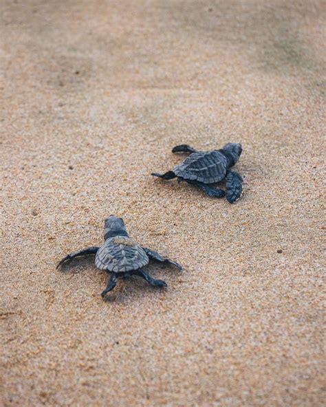 Threats To Sea Turtles Around The World Safe Worldwide