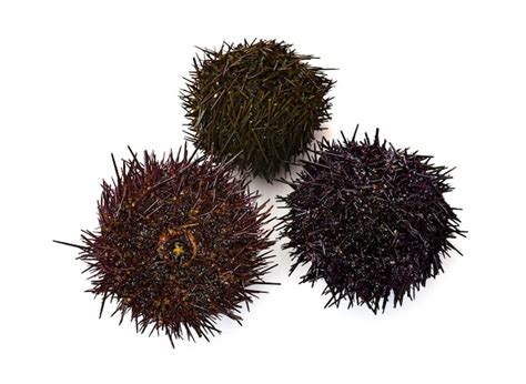 Premium Photo Sea Urchins In Studio