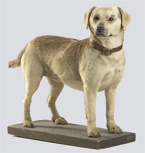 Taxidermied Dog Keepsakes Of Conflict Trench Art And Other Canadian