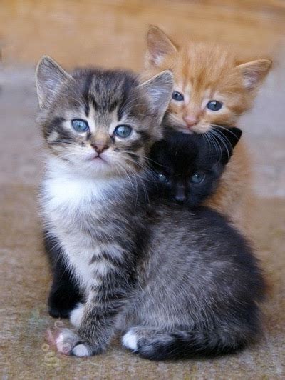 Too Cute 5th September 2016 We Love Cats And Kittens