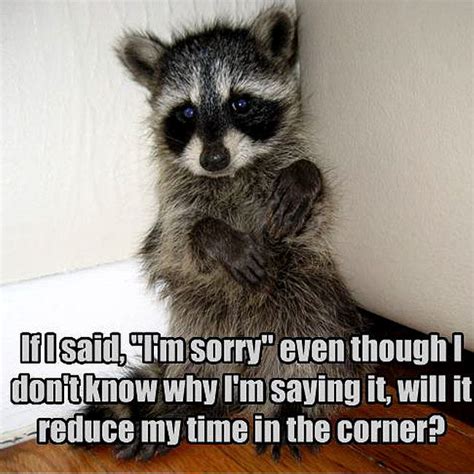 Raccoon Funny Animal Humor Photo 20225789 Fanpop