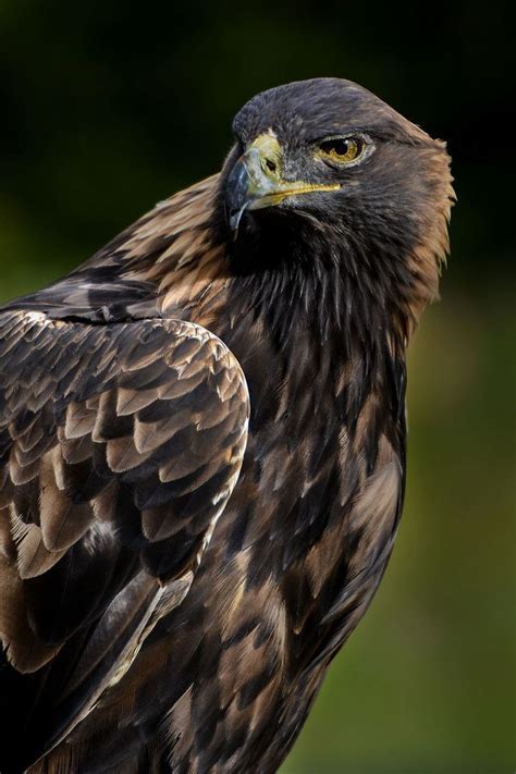Golden Eagle Alchetron The Free Social Encyclopedia