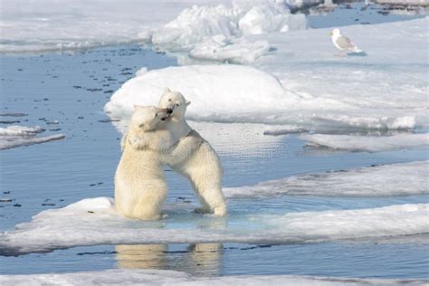 Two Polar Bear Cubs Playing Together On The Ice Stock Image Image Of