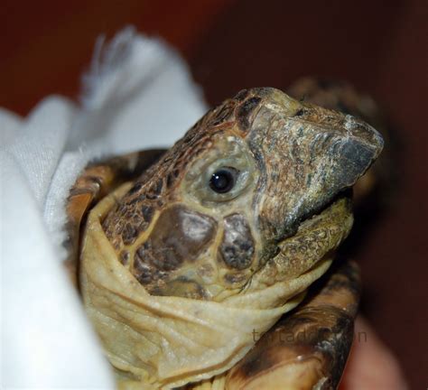 Tortaddiction How To Trim A Tortoises Beak With Pictures