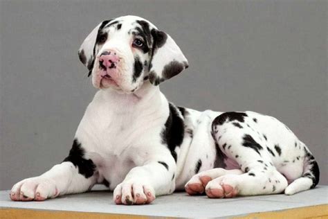 Great Dane Puppies Black And White Petsidi
