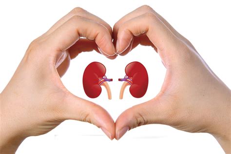 Ways You Can Maintain Healthy Kidneys