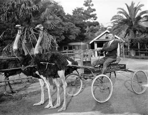 Before Disneyland There Were Ostrich Farms Ostriches Vintage Photos